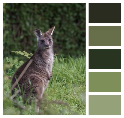 Wildlife Eastern Grey Kangaroo Kangaroo Image